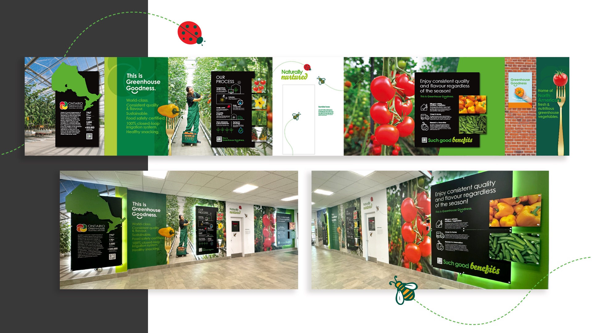Two wide wall murals in a hallway depict greenhouse scenes, tomatoes, and green beans, highlighting sustainable farming and consistent produce quality as part of the OGVG Windsor Airport Takeover.
